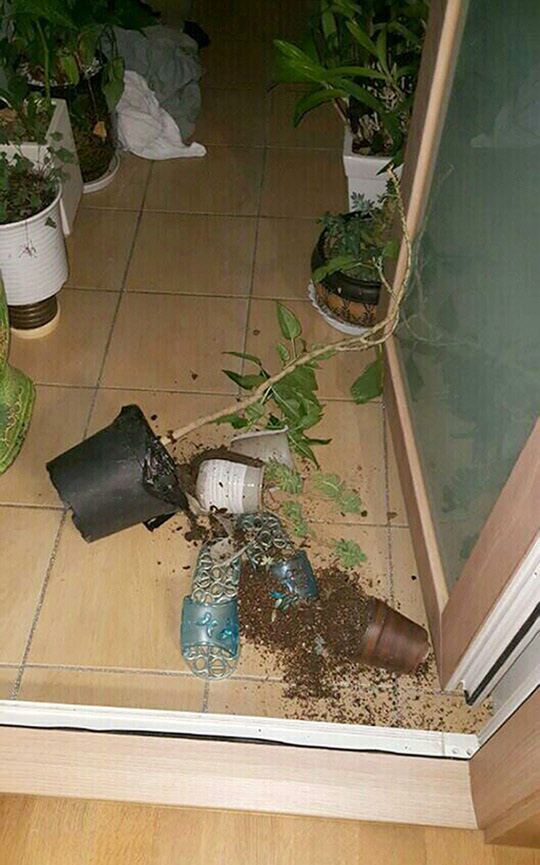 울산 지진으로 깨진 화분들      (울산=연합뉴스) 이상현 기자 = 울산 동쪽 앞바다에서 5일 발생한 지진으로 울산의 한 아파트 베란다에서 화분이 떨어져 깨졌다. [독자제공=연합뉴스] 2016.7.5      leeyoo@yna.co.kr  (끝)